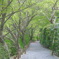 新緑のトンネルが美しい鏡容池の小道の写真