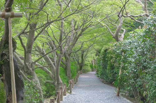 新緑のトンネルが美しい鏡容池の小道