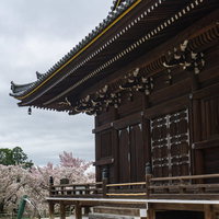 観音堂東側から見る御室桜（おむろざくら）の写真