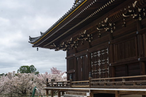 観音堂東側から見る御室桜（おむろざくら）