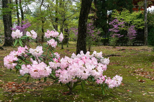 鐘楼と金堂の間の林に咲く淡いピンクのシャクナゲとミツバツツジ