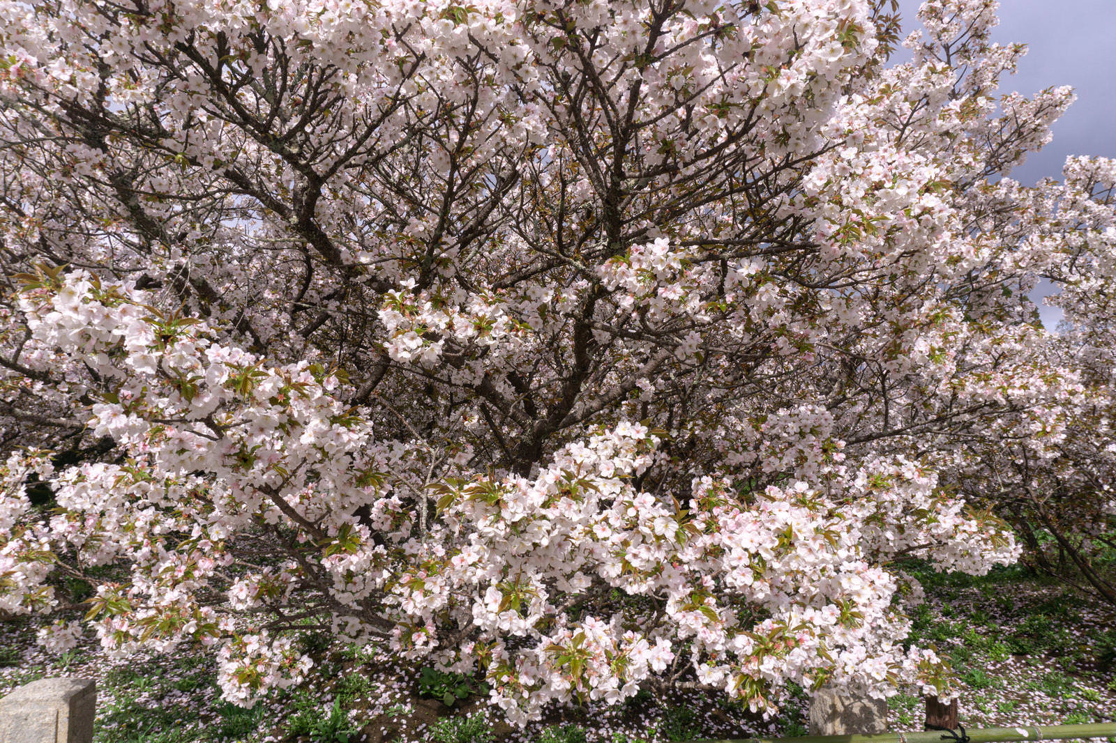樹高の低い御室桜が満開で、淡紅色の小さな花が枝全体に咲き誇っている
