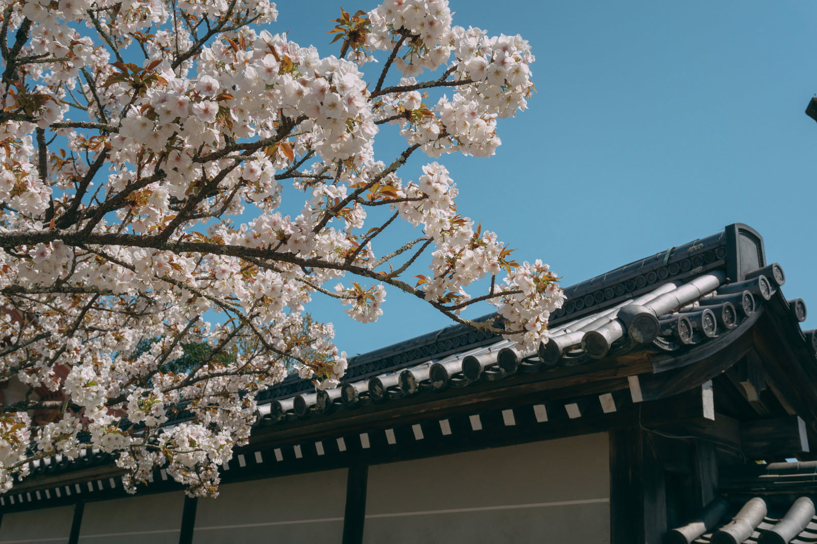 満開の御室桜と瓦屋根の塀
