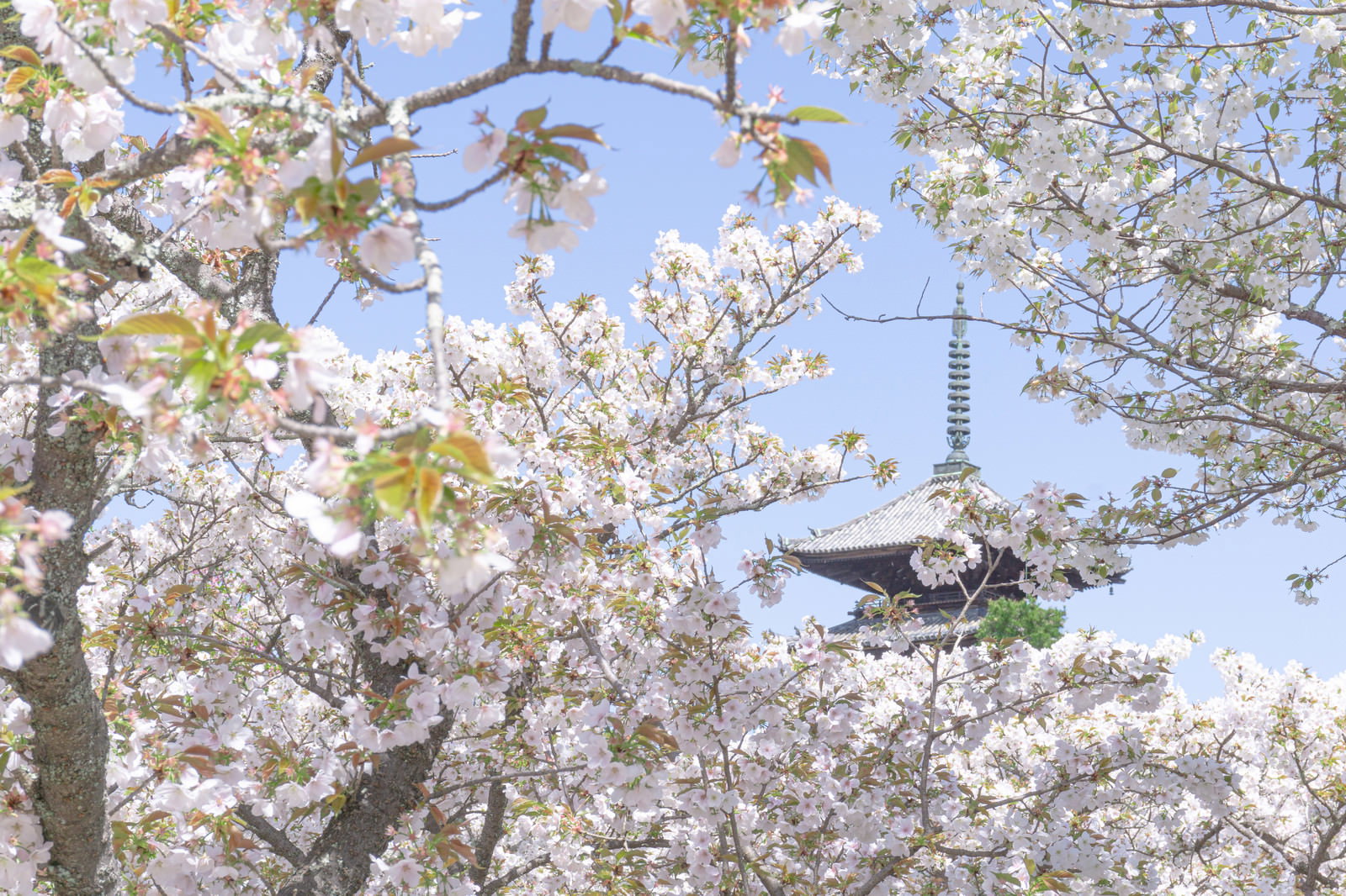 満開の桜の枝の間から見える仁和寺の五重塔と青空