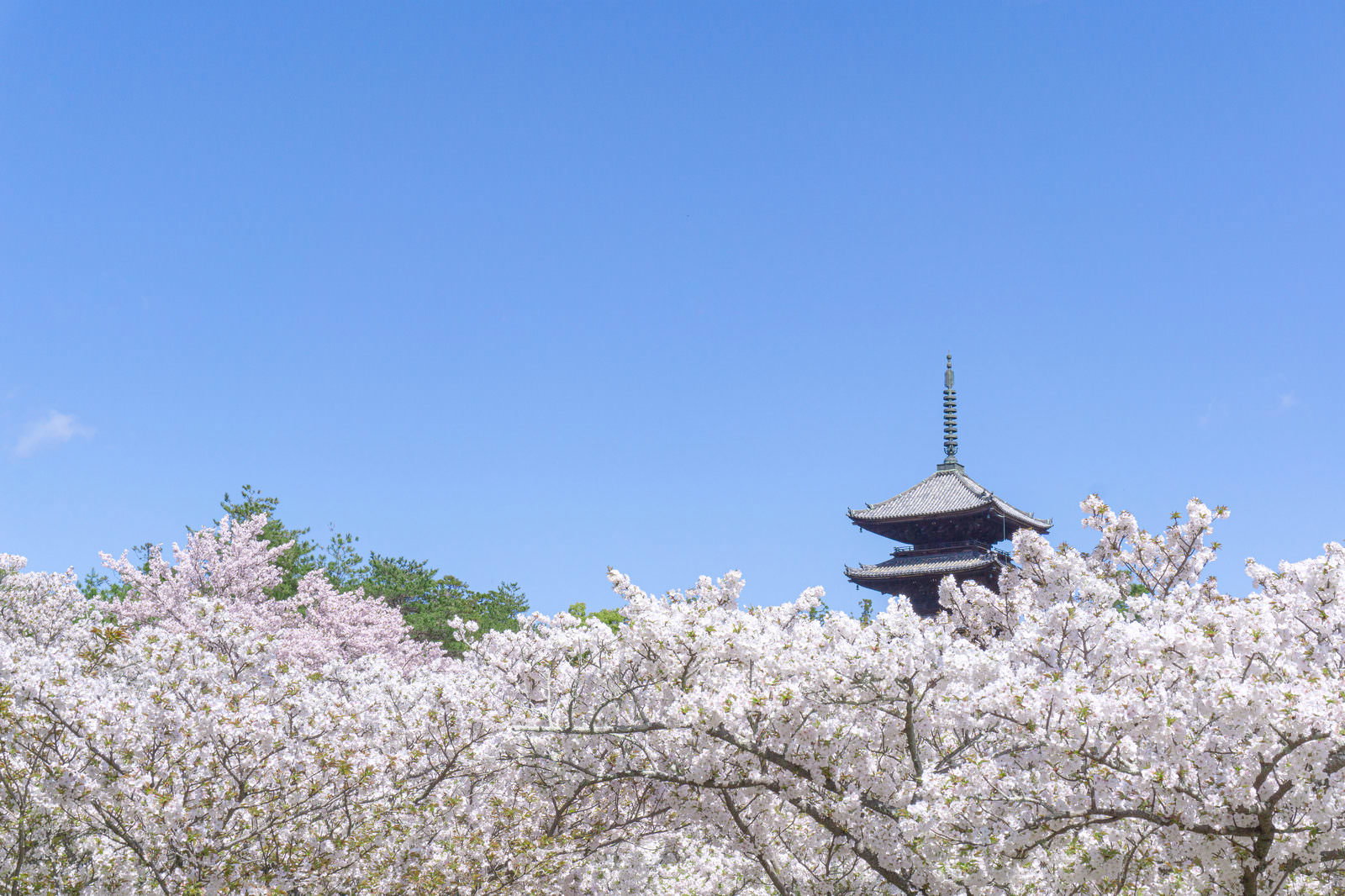 満開の桜雲の上に頭を見せる五重塔と青空