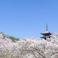 桜雲（おううん）から頭を見せる五重塔の写真