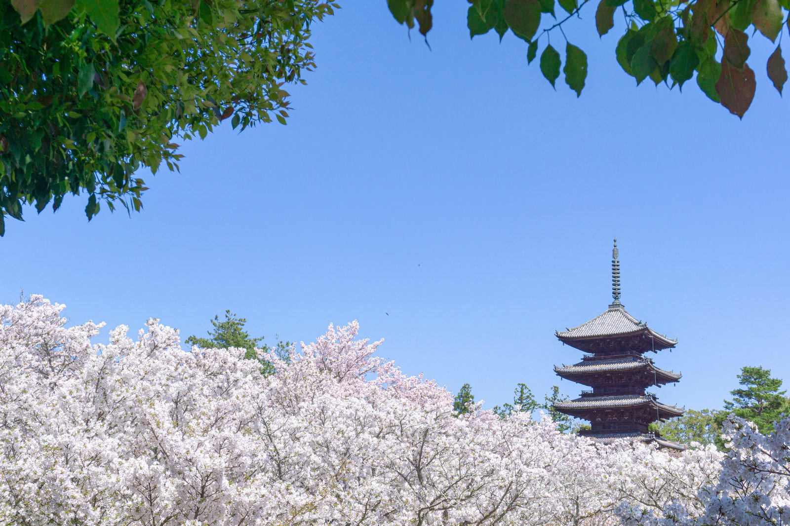 木陰越しに見える満開の御室桜と仁和寺の五重塔