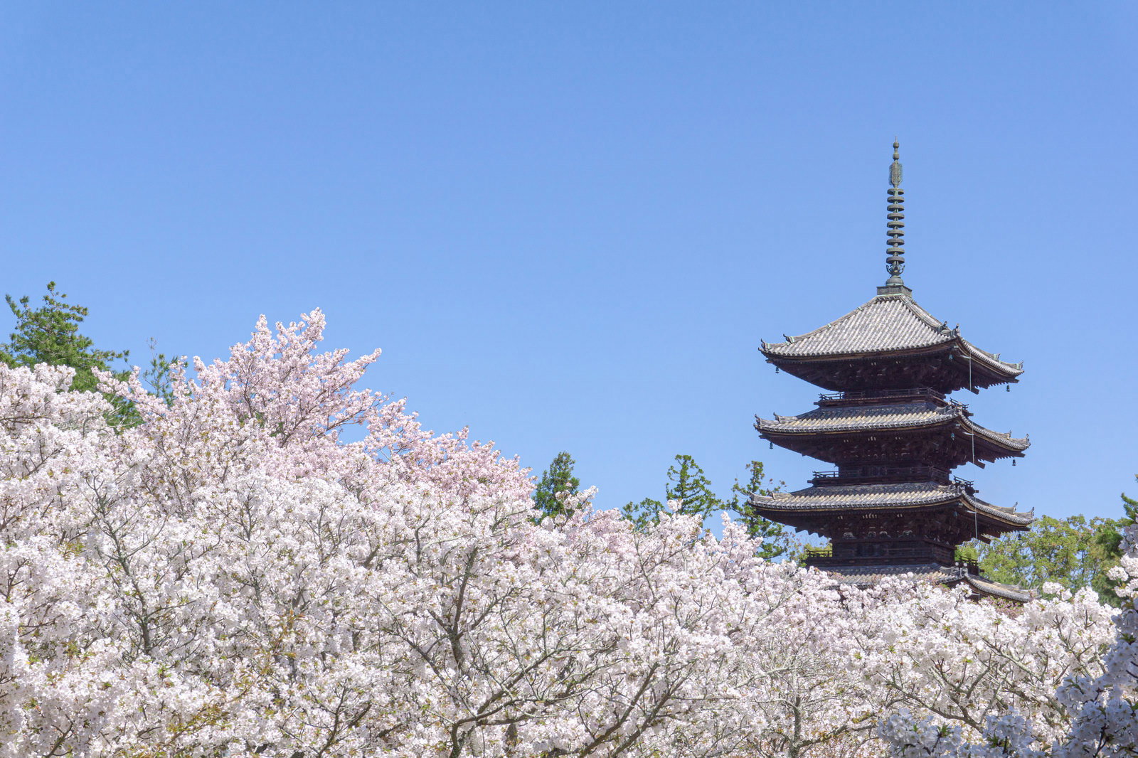 青空を背景に満開の御室桜が広がり、その奥に五重塔が立つ仁和寺の春景色