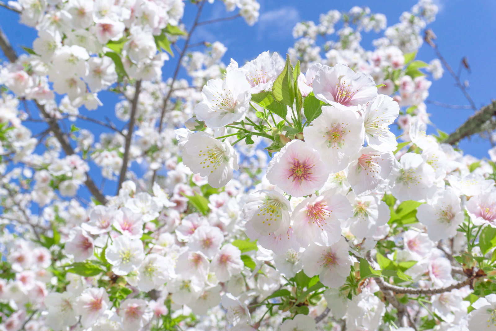 白とピンク色の御室桜の花が青空に向かって満開に咲き誇る