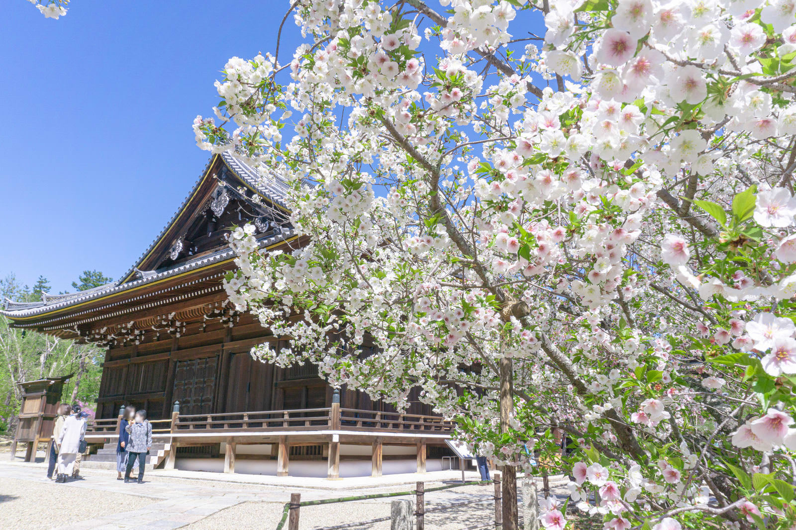 仁和寺観音堂前で満開に咲く白とピンク色の八重桜と参拝者