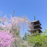 春の彩りに囲まれた仁和寺の五重塔の写真