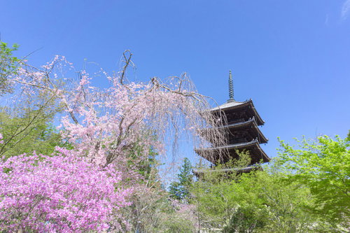 春の彩りに囲まれた仁和寺の五重塔