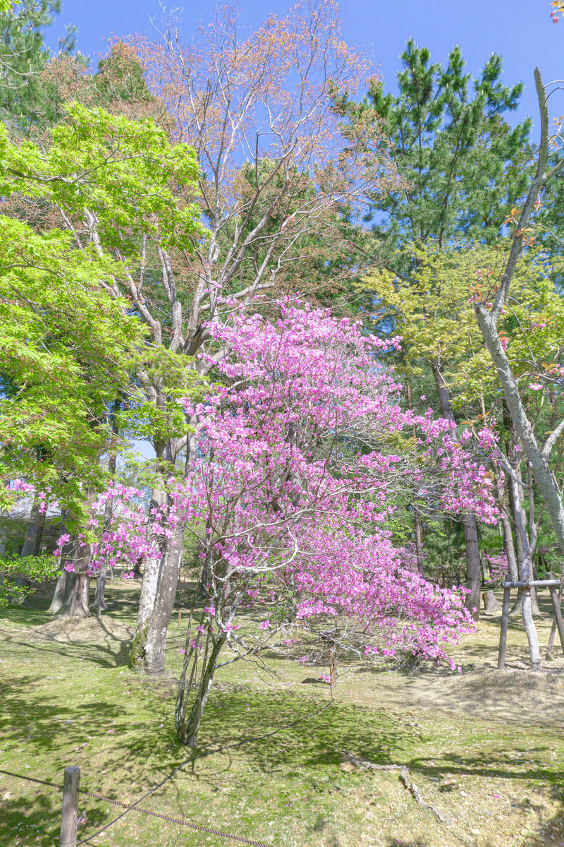 春の境内で満開に咲くミツバツツジ