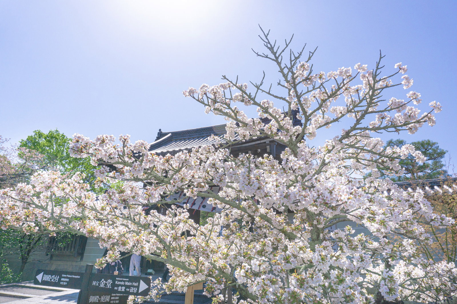 逆光で輝く満開の桜の向こうに見える仁和寺本坊表門と案内看板