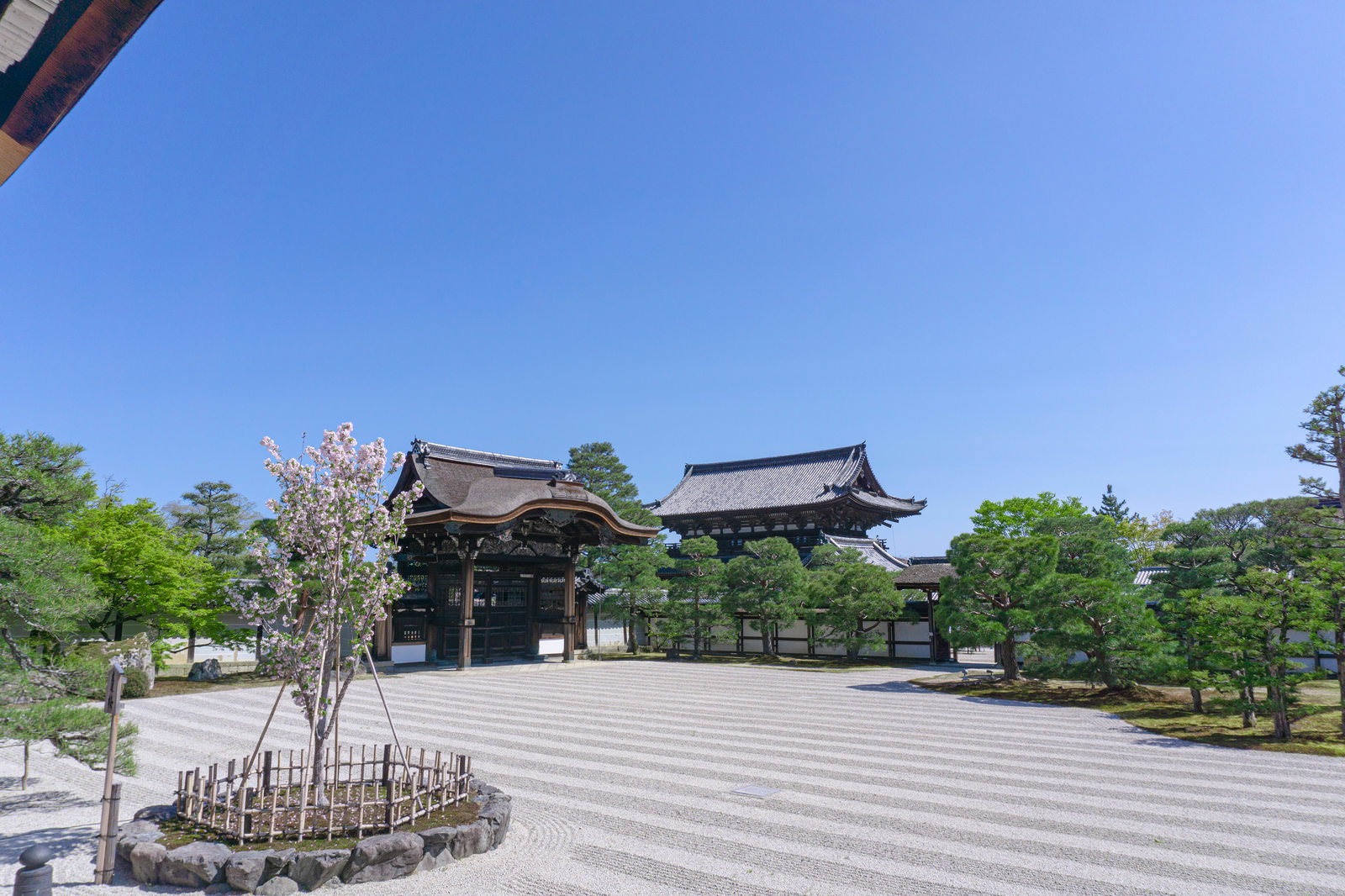 白砂が広がる仁和寺の南庭に咲く左近の桜と青空