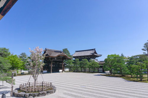 白砂が広がる仁和寺の南庭（なんてい）に立つ左近の桜