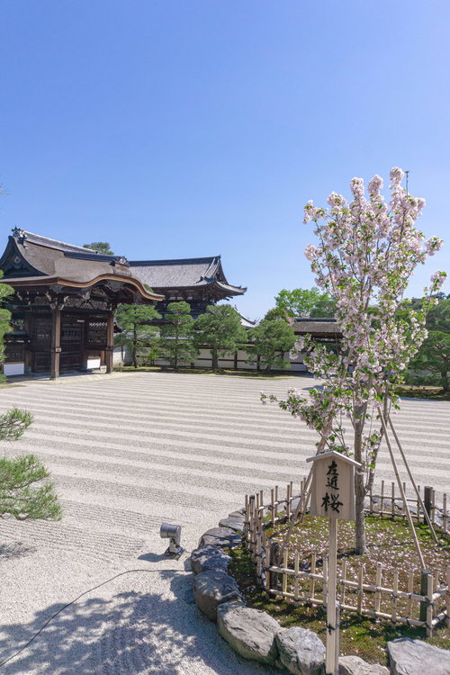 仁和寺の南庭（なんてい）の左近の桜とその立て札
