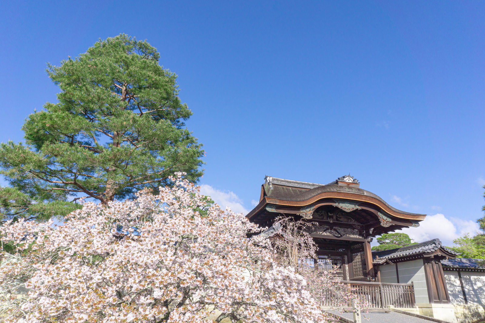 満開の白桃色の桜の大木と京都の仁和寺の黒い勅使門