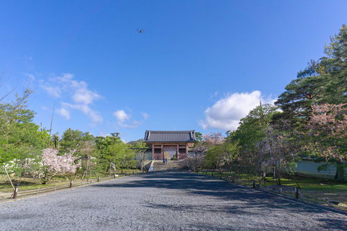 中門へと続く朝の仁和寺参道と空に舞う撮影用のドローン