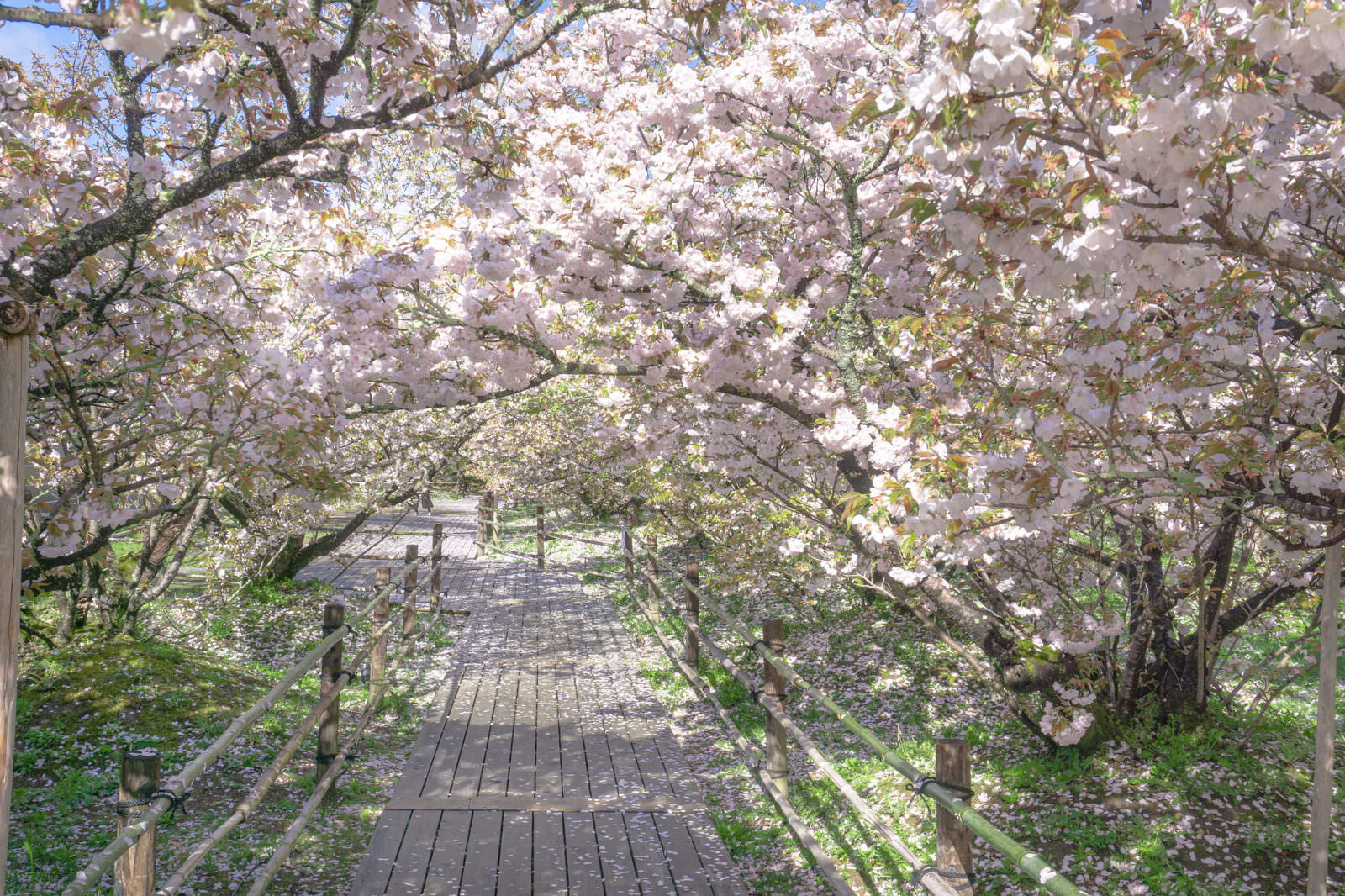 白とピンクの花が満開の御室桜がトンネル状に覆う京都仁和寺の遊歩道