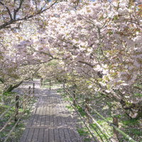 朝日を浴びる御室桜のトンネルの写真