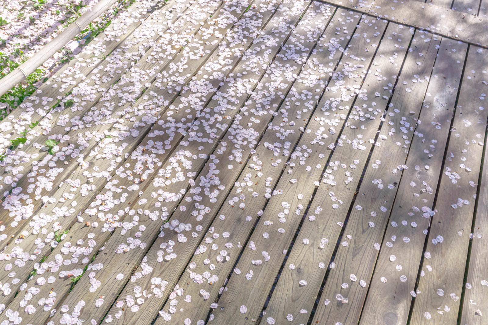 木製の板張りの歩道に桜の花びらが散らばって落ちている様子