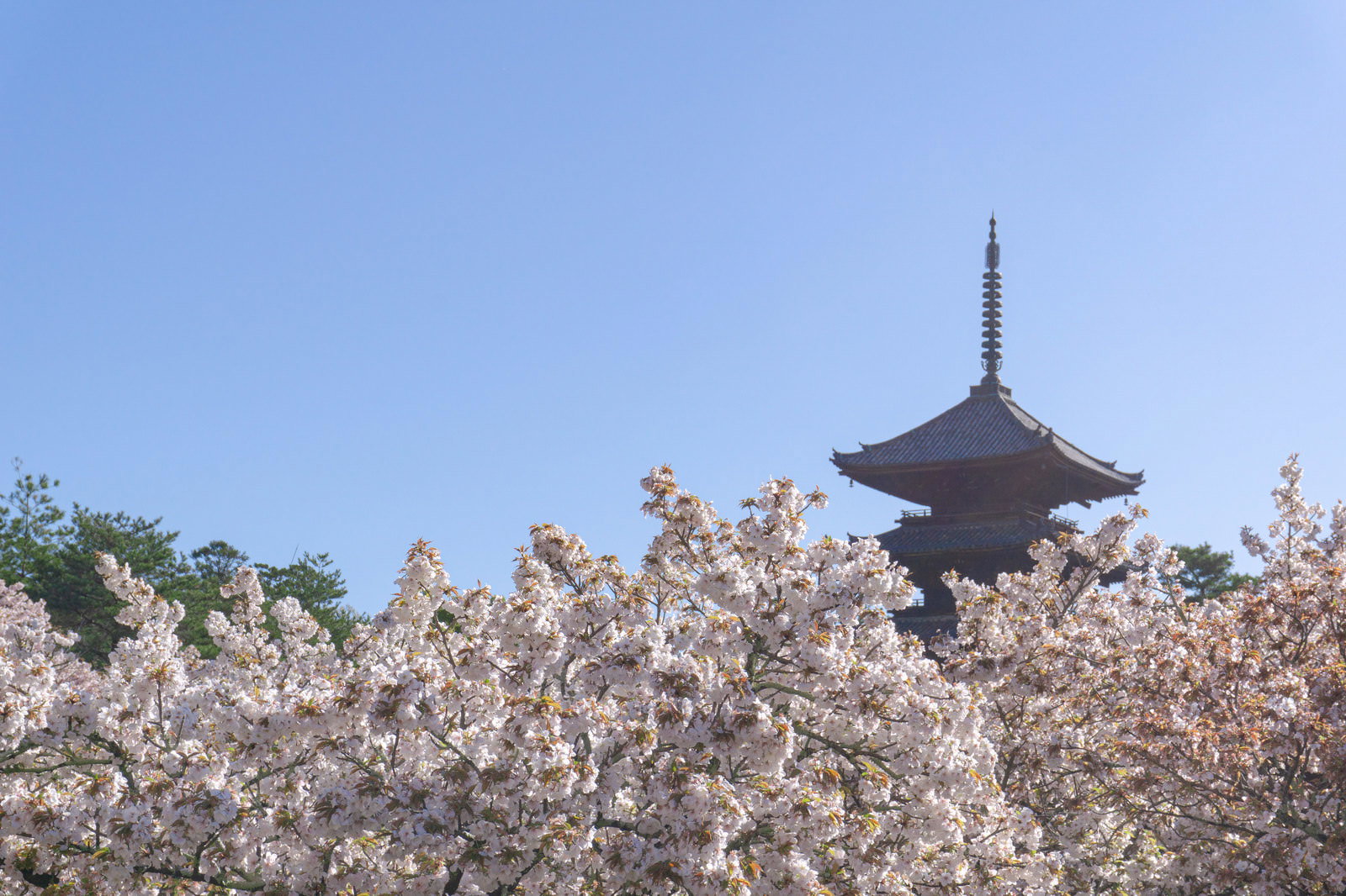 朝の光に照らされた満開の御室桜と五重塔が美しい京都仁和寺の春景色
