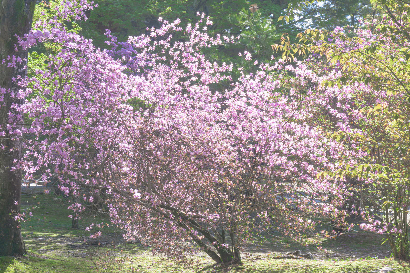 仁和寺の庭園で日光に照らされ、紫色の花が満開に咲いているミツバツツジ