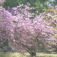 日の光に輝くミツバツツジの写真