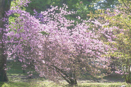 日の光に輝くミツバツツジ