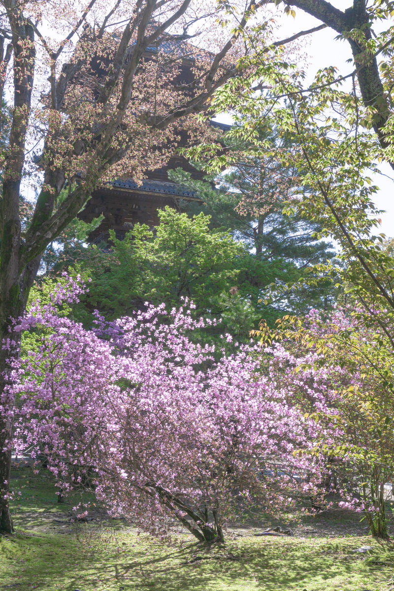 日光を浴びて紫色の花を咲かせるミツバツツジと新緑の庭園