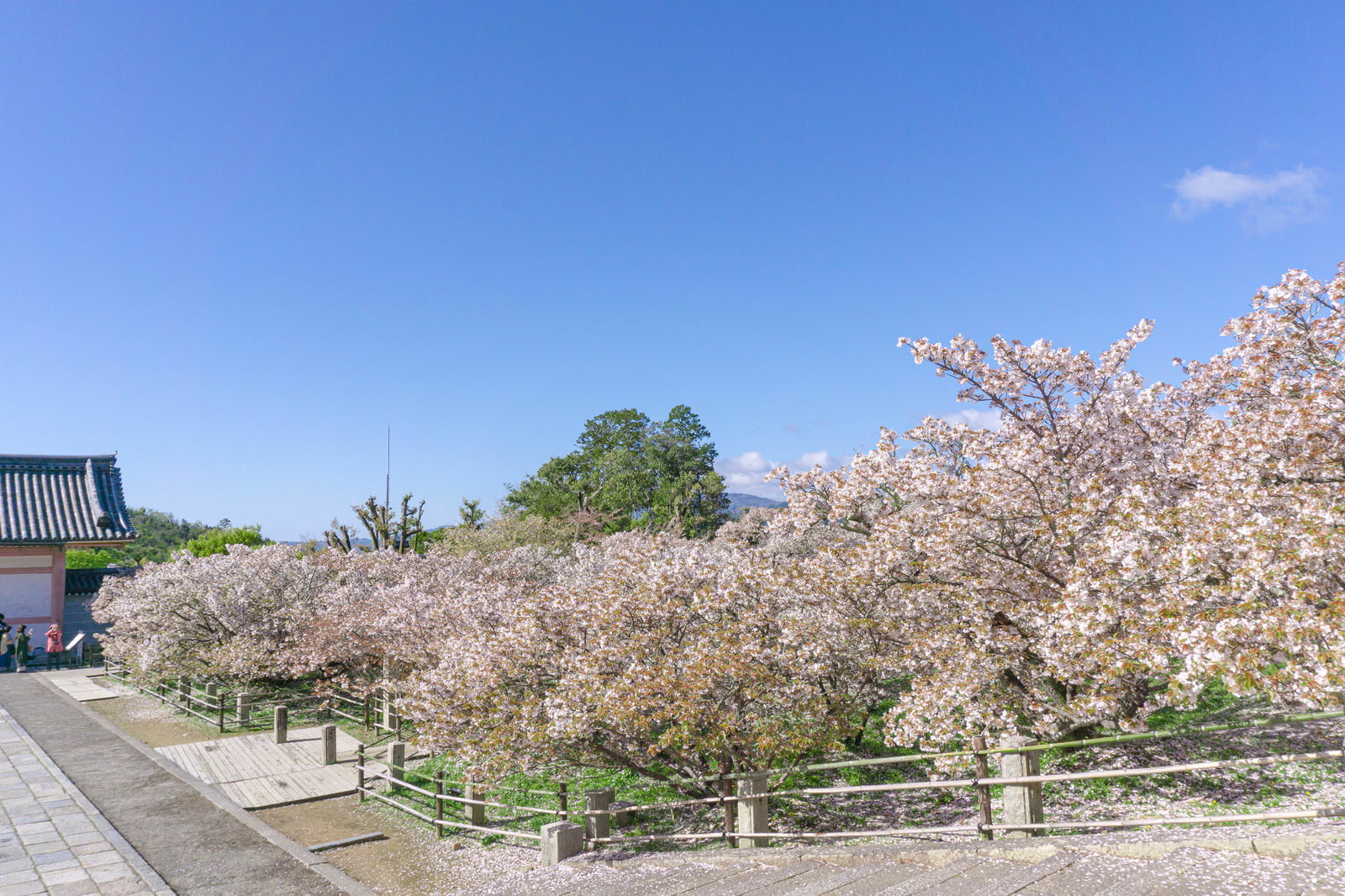 仁和寺の金堂から見た満開の御室桜の林と奥に見える中門の風景