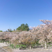 金堂から見る御室桜の林と中門の写真