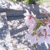 石段まで枝を伸ばす桜の写真