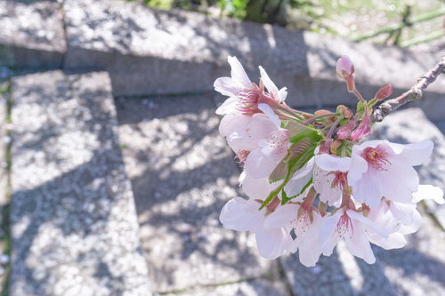 石段まで枝を伸ばす桜