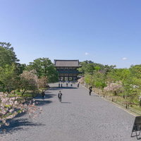 見頃の桜を楽しみに訪れる人々の写真