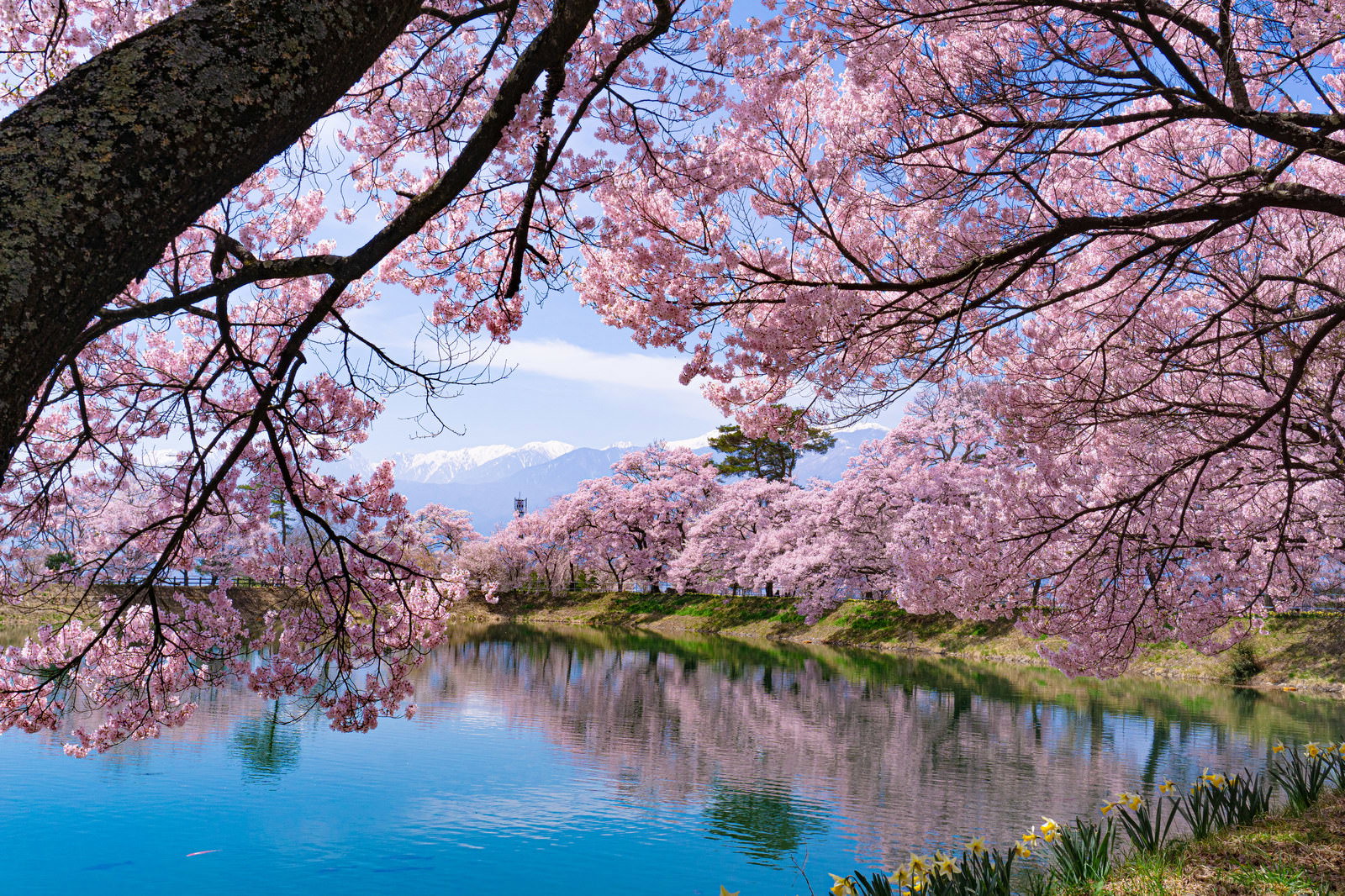 池に映り込む満開の桜と残雪の中央アルプス