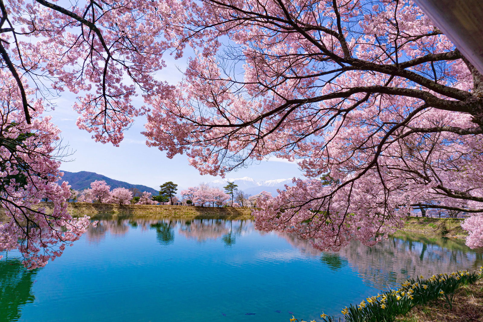 青い水面に映る満開のピンク色の桜の花と濃い枝、背景に雪山が見える春の六道の堤
