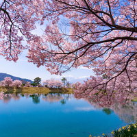 満開の桜に囲まれる春の六道の堤の写真
