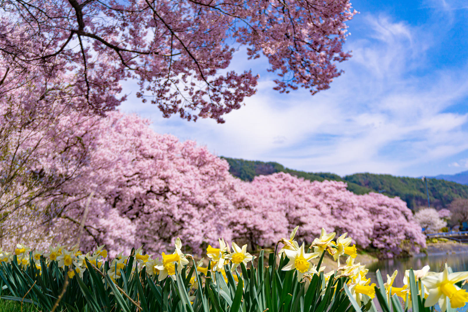 ピンク色の満開の桜と黄色い水仙が咲く池の畔の風景