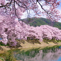 池の畔を優しいピンクで埋め尽くす六道堤のタカトオコヒガンザクラの写真