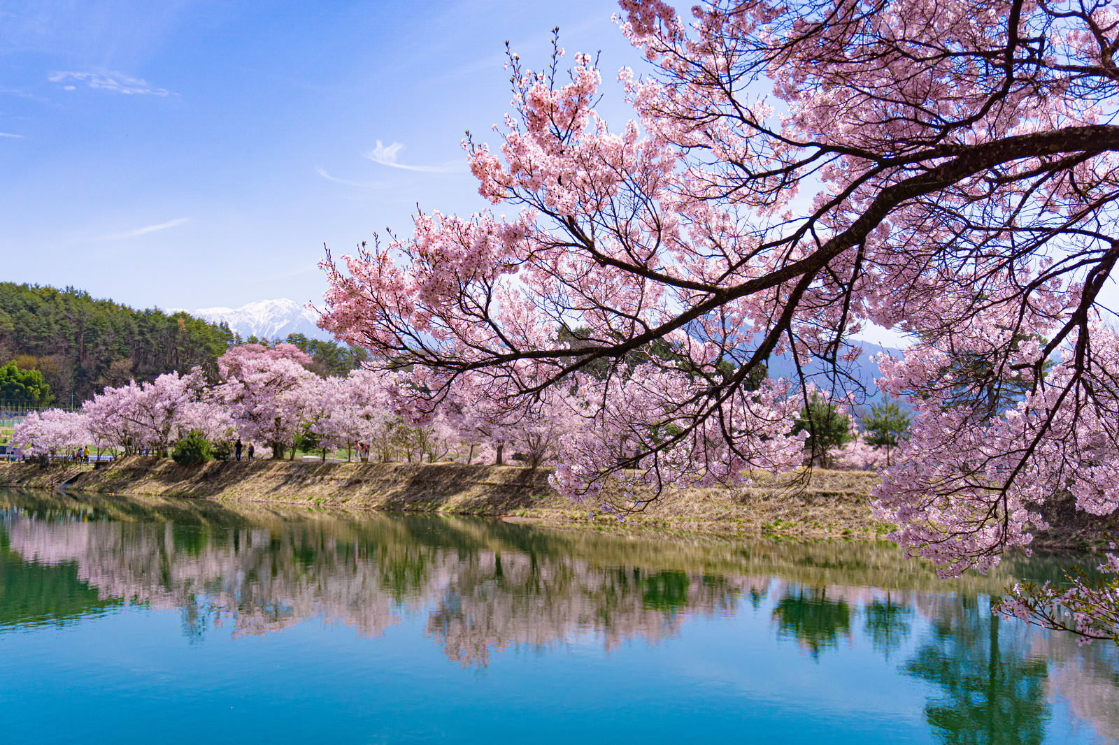 河畔で咲く桜の枝と満開の桜並木が静かな水面に映り込む春景色