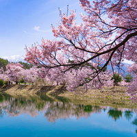 一枝の桜とその向こうに見える淡いシンメトリーの景色の写真