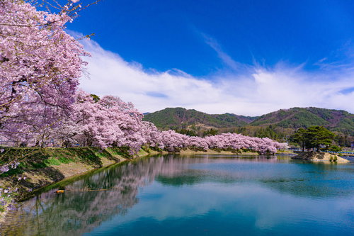 小さな島が浮かぶ池の畔を満開の桜が縁どる