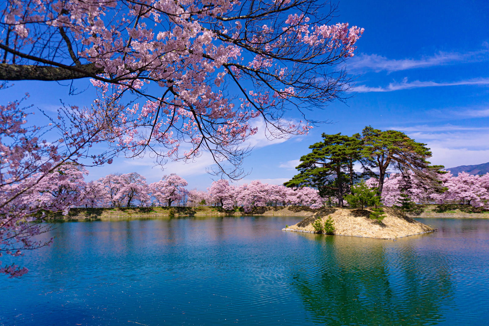 満開の桜が湖を囲み、青空と白い雲が映る池に小さな島がある春景色