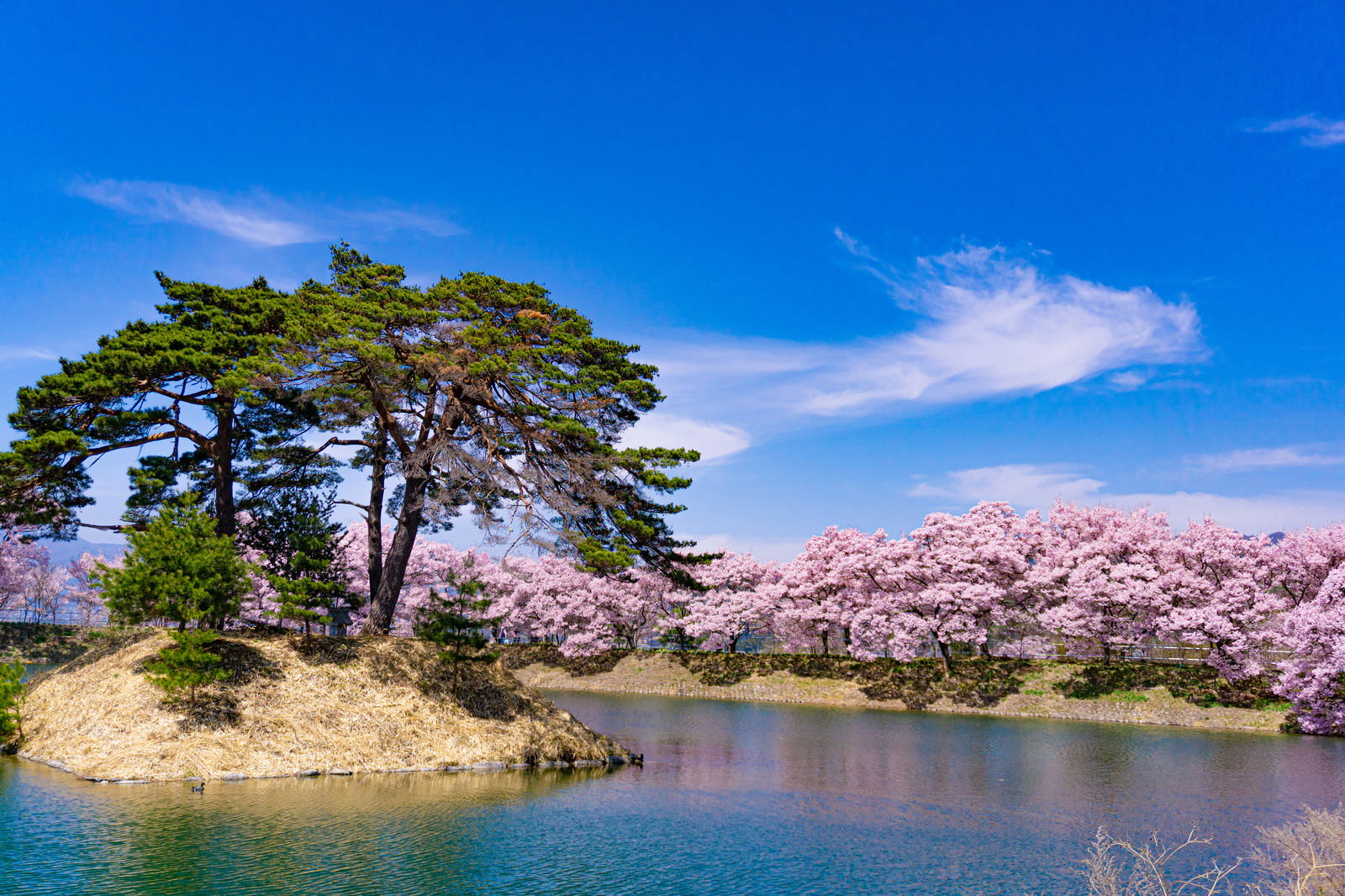 松が立つ小島と周囲に咲く満開の桜が池に映り込む春景色