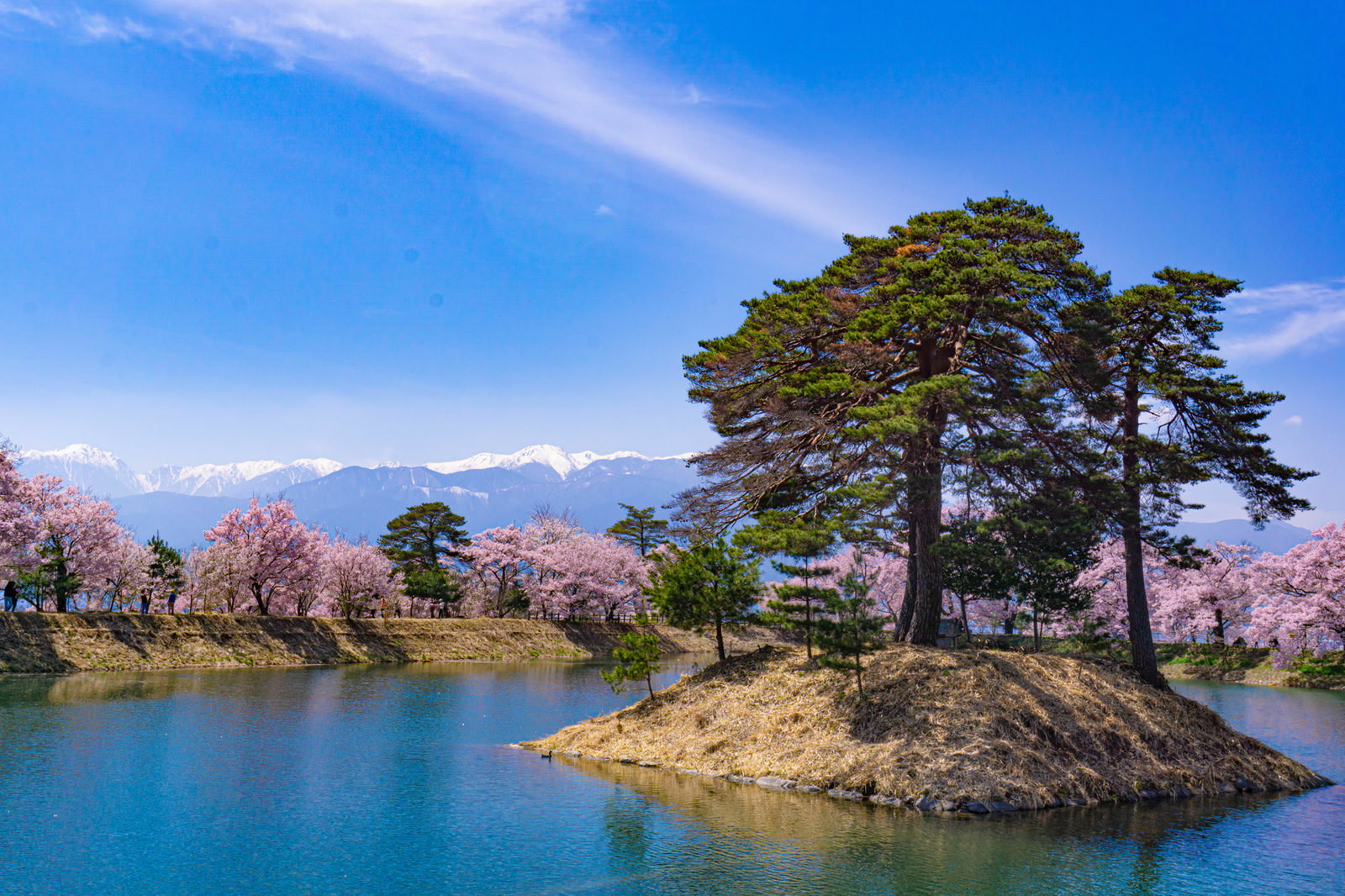 松の木が立つ小島を囲む満開の桜と残雪の山々が見える池の風景