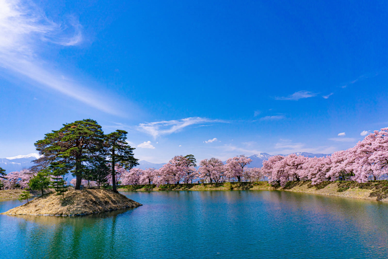残雪の山々を背景に、ピンク色の満開の桜が貯水池の周囲に咲く春景色