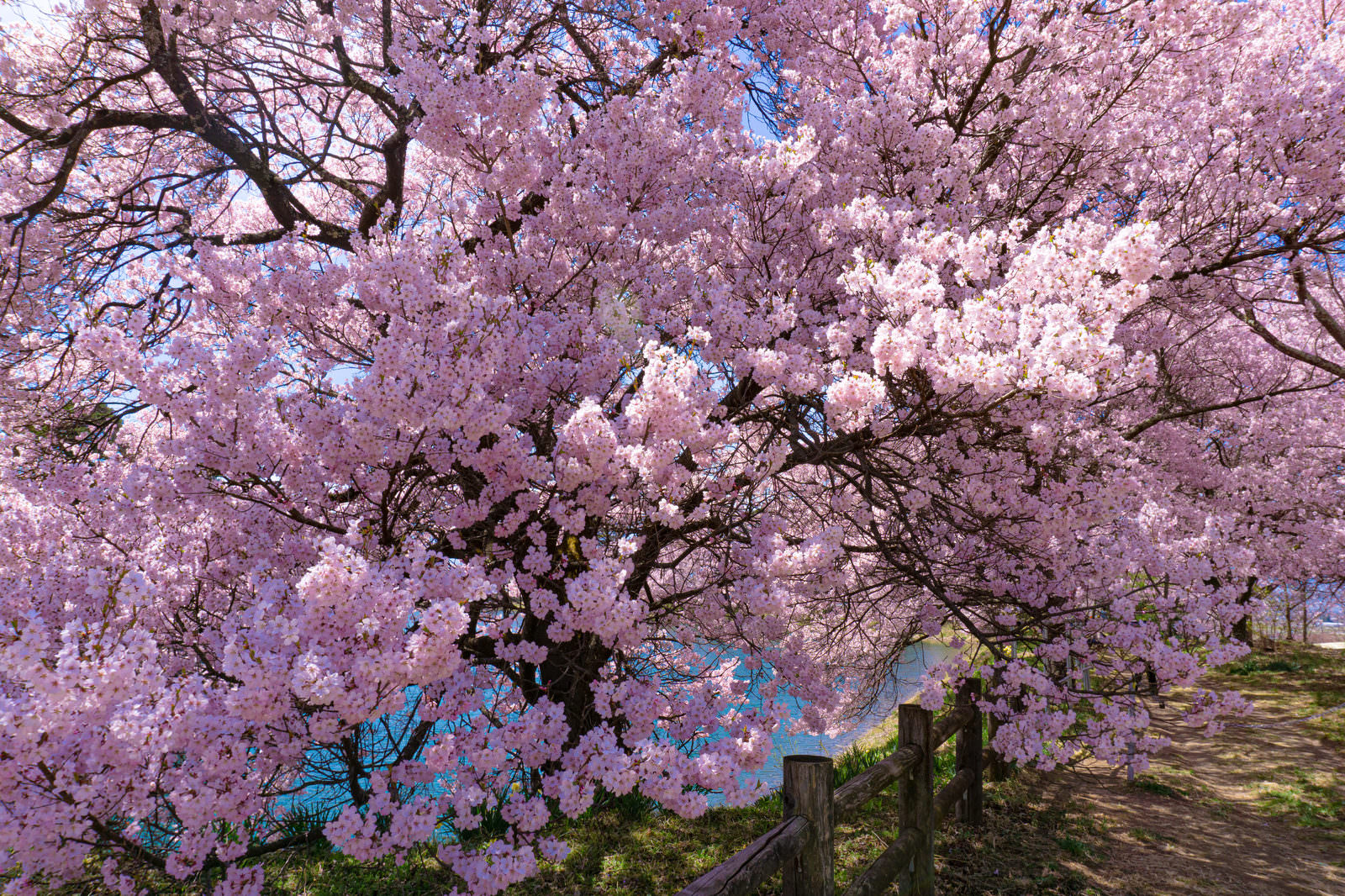 満開のタカトオコヒガンザクラの花が咲き誇る春の景色