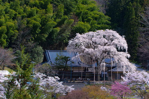 大安寺の樹齢180年と言われるしだれ桜